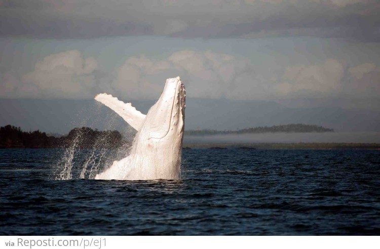 Albino Humpback