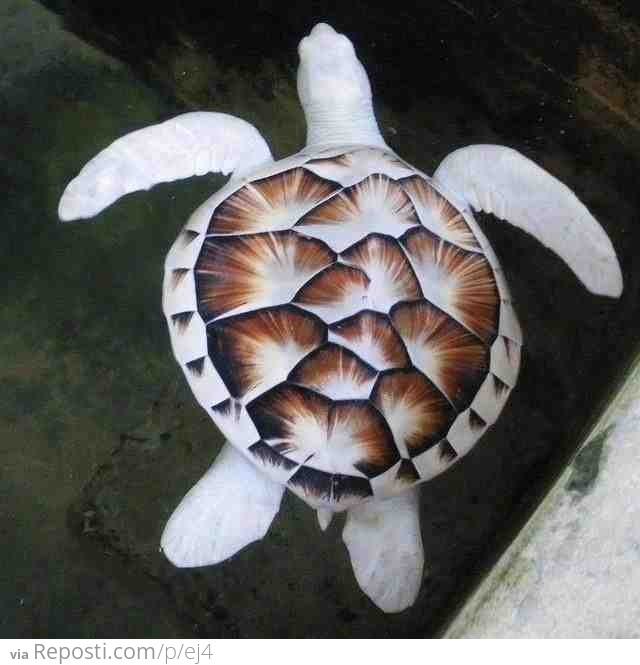 Albino Sea Turtle