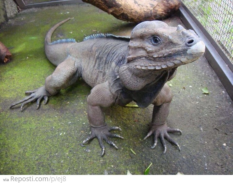 Rhinoceros Iguana