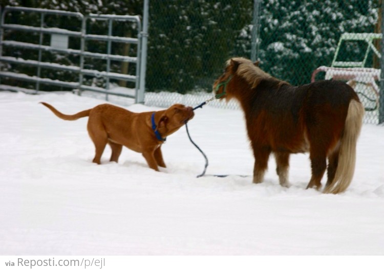 Pony vs Dog