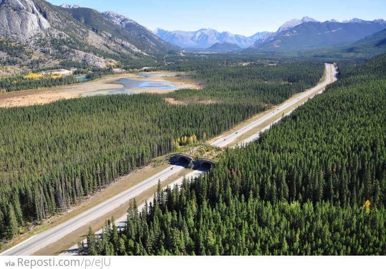 Wildlife Overpass