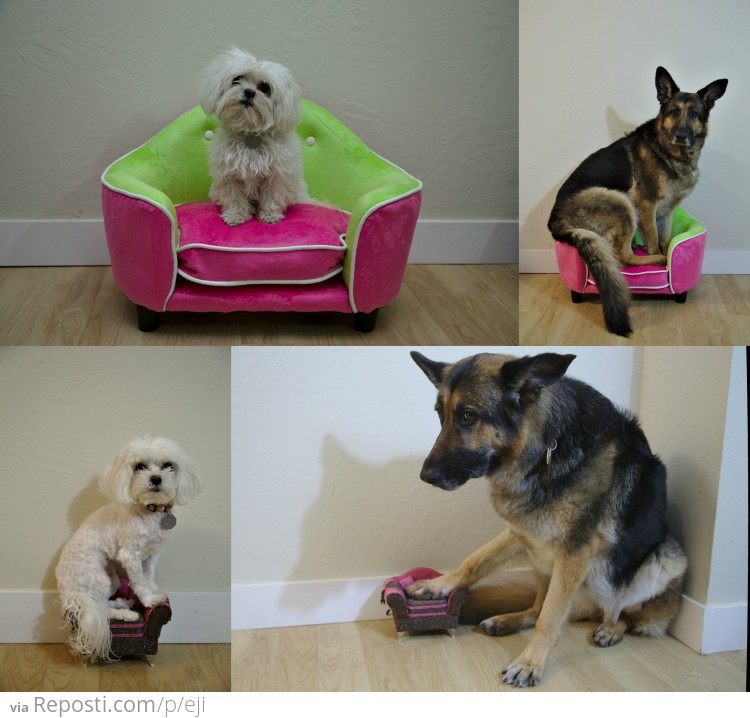 Dogs sitting on furniture of decreasingly appropriate sizes