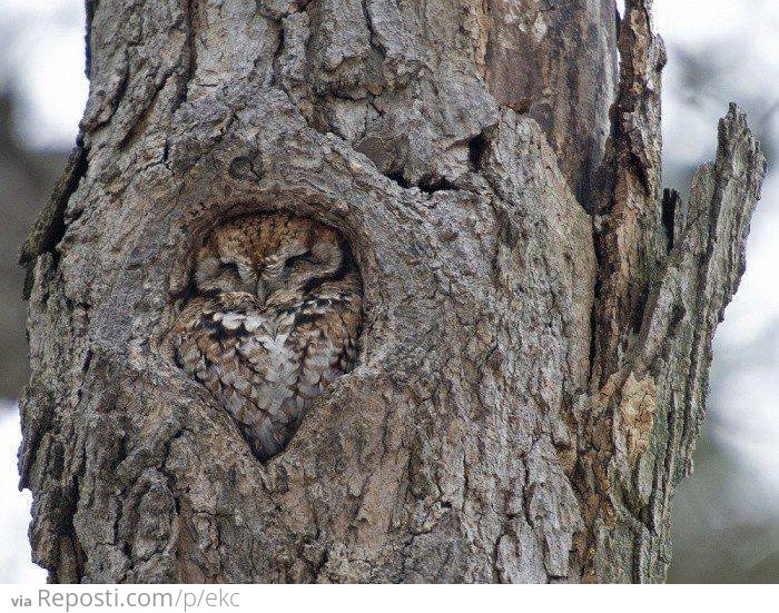 Owl camouflage