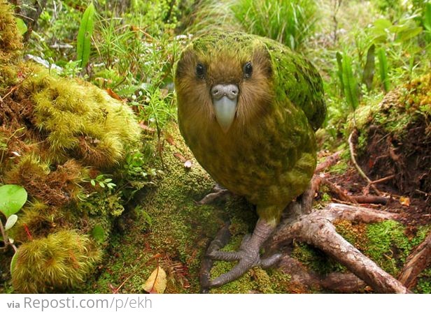 Kakapo