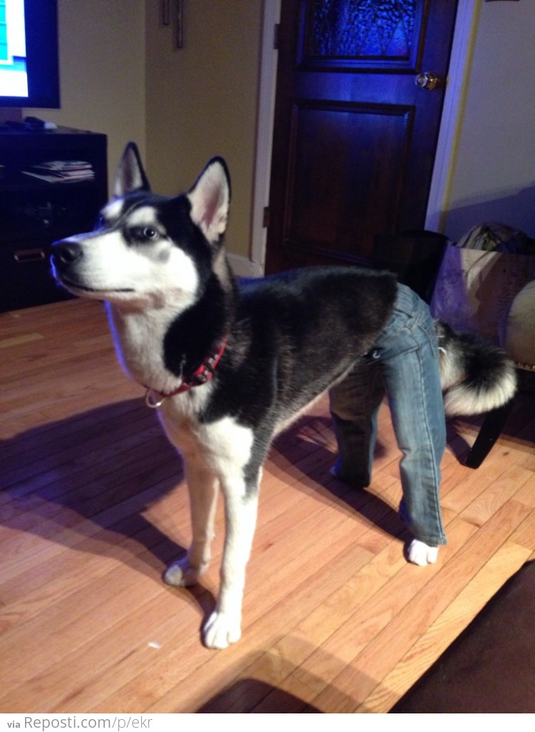 Dog Wearing Jeans