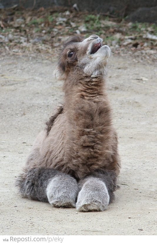 Baby Camel