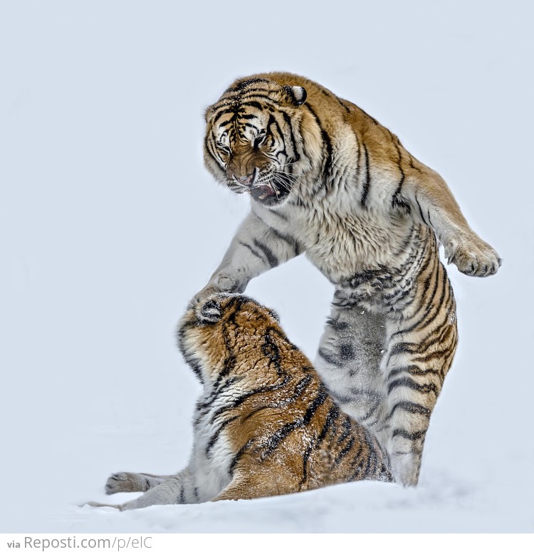 Tiger Attack