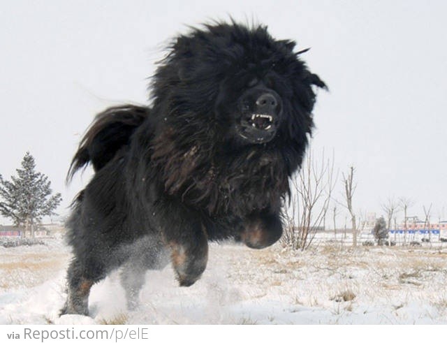 Tibetan Mastiff