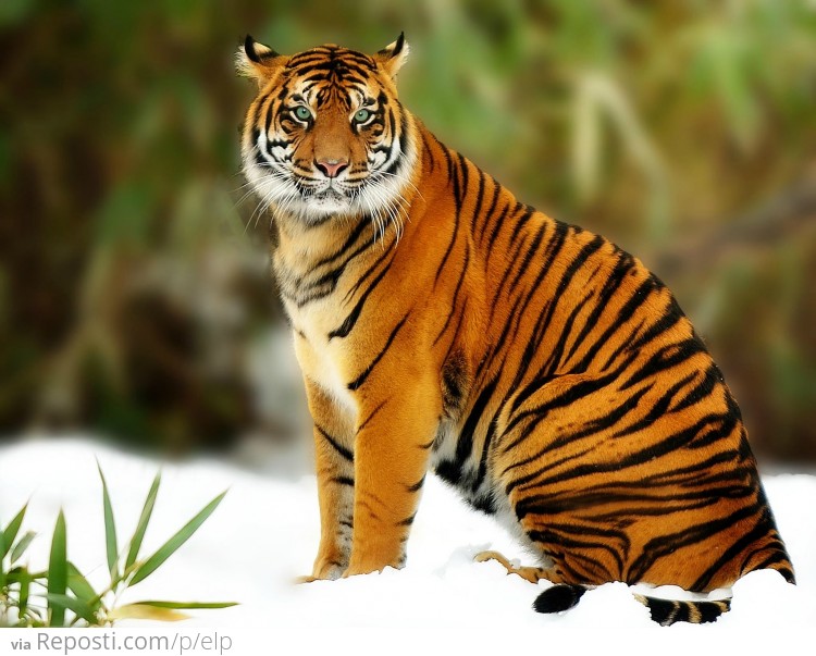 Sumatran Tiger