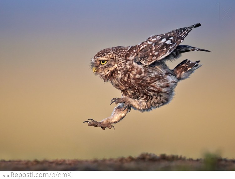 Burrowing Owl