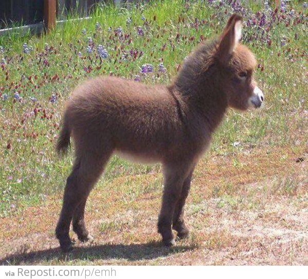 Fluffy baby donkey