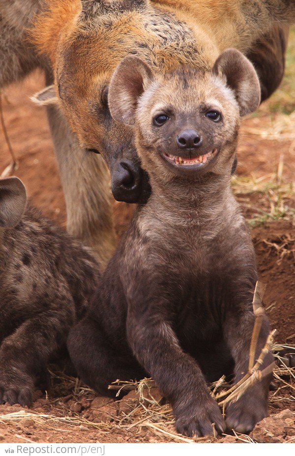 Happy hyena