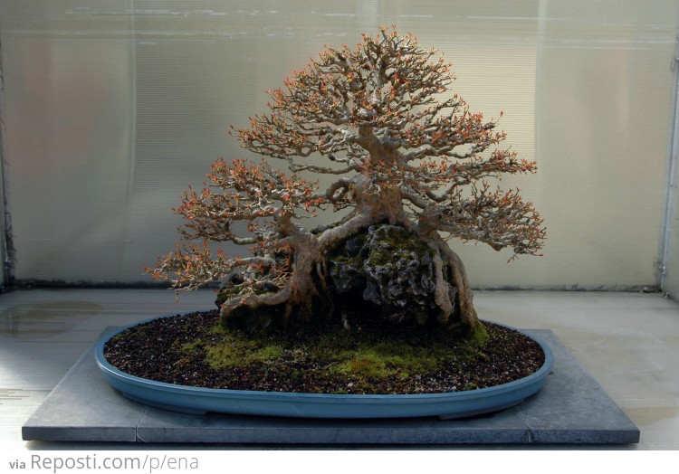 A 41 Year Old Trident Bonsai Maple Tree