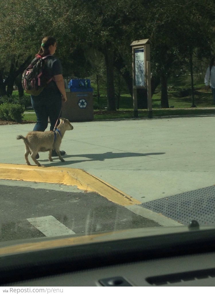 Walkin' Ma Goat