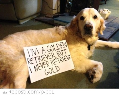 Dog shaming