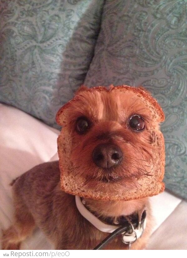 half dog - half bread