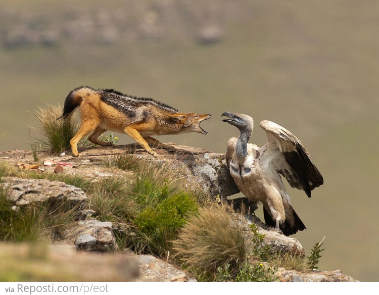 Vulture vs. Jackal