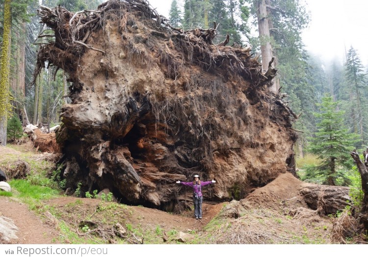 Fallen Sequoia