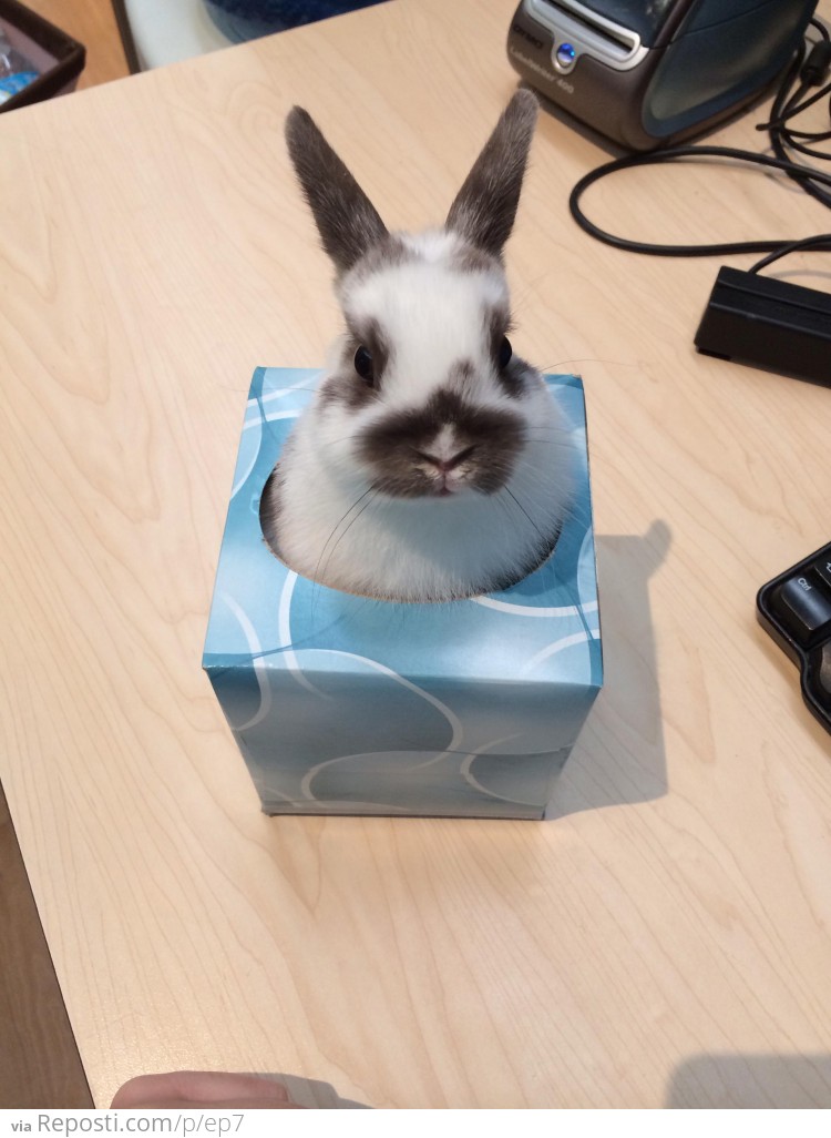 Bunny in a box