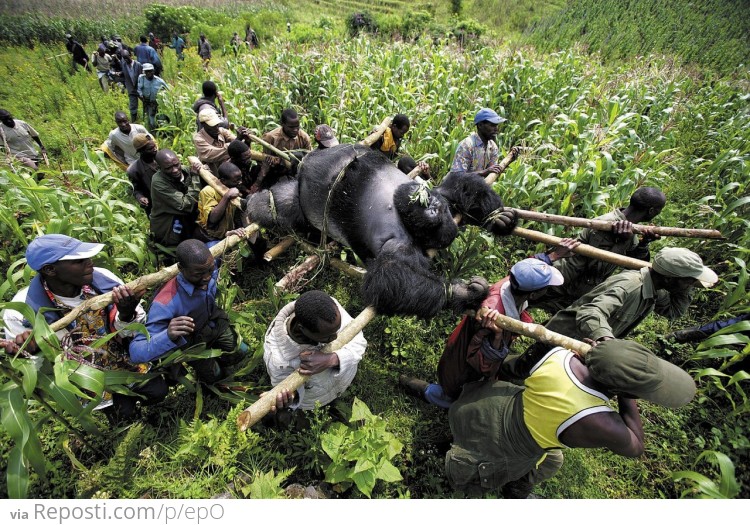 Gorilla being transported