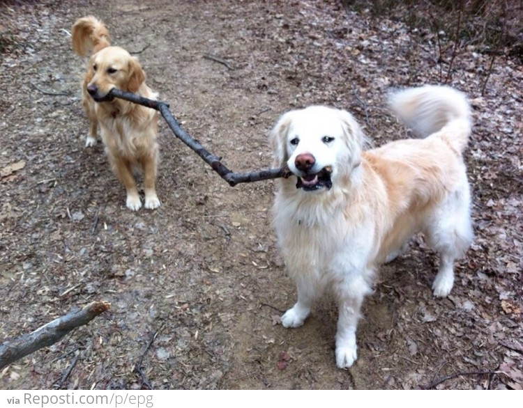 Golden retriever teamwork