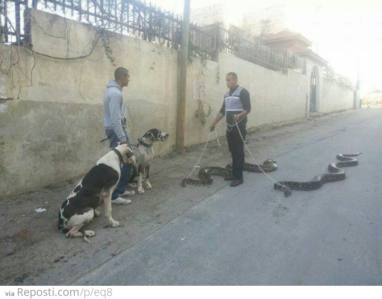 Just walkin' my snakes