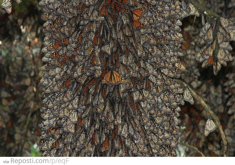 Trees Completely Covered in Monarch Butterflies