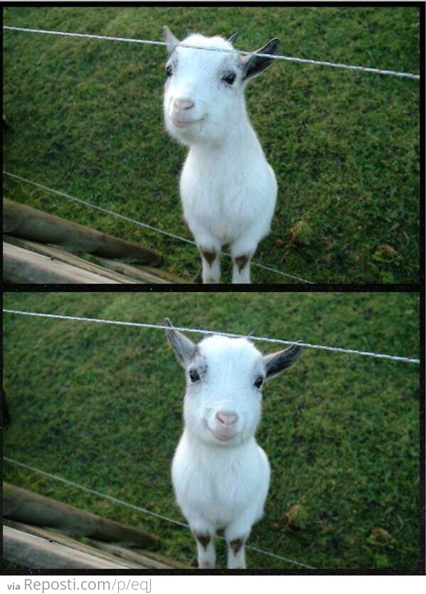 Happy goat