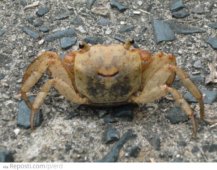 Happy Crab