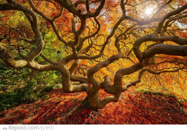 Japanese Maple Tree