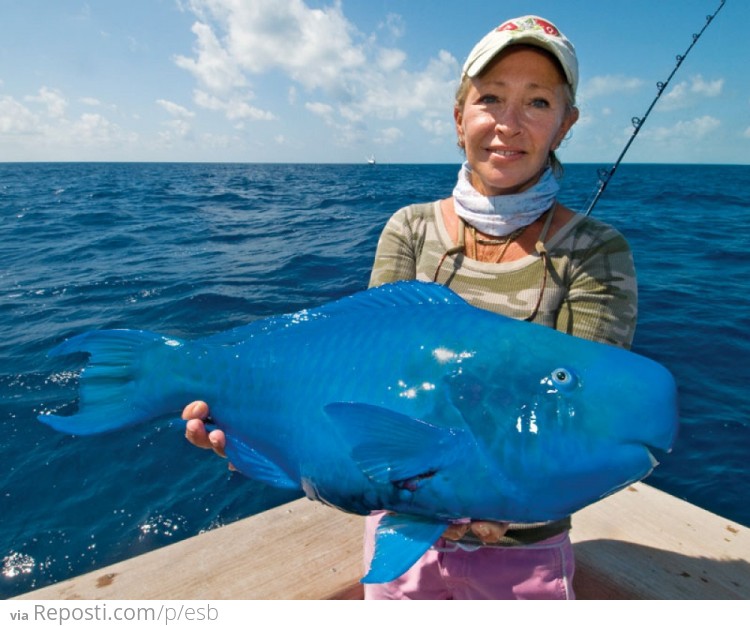 Blue Fish