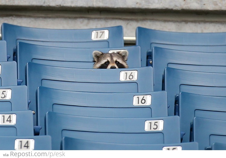 Raccoon watching Yankee's Spring Training game