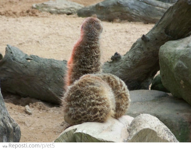 Three meerkats