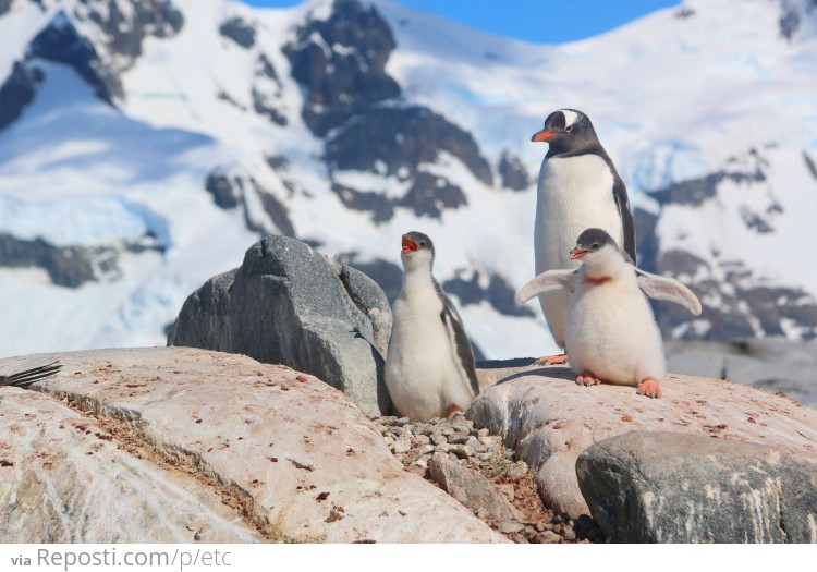 Happy Penguins