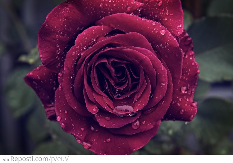 Rose in the Rain