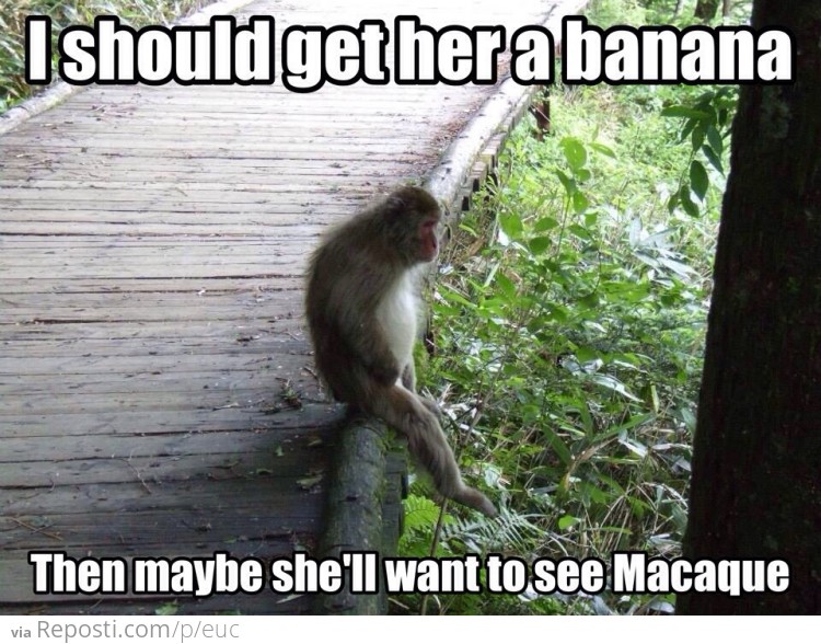 Lonely Macaque