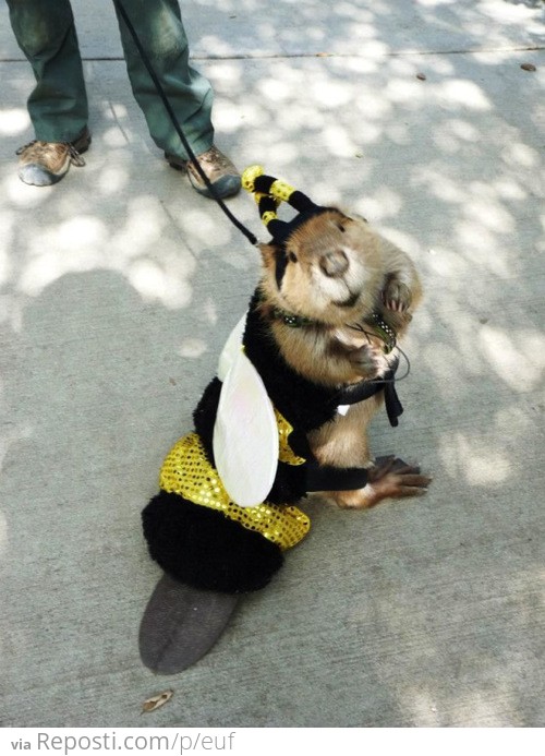 Bee-ver