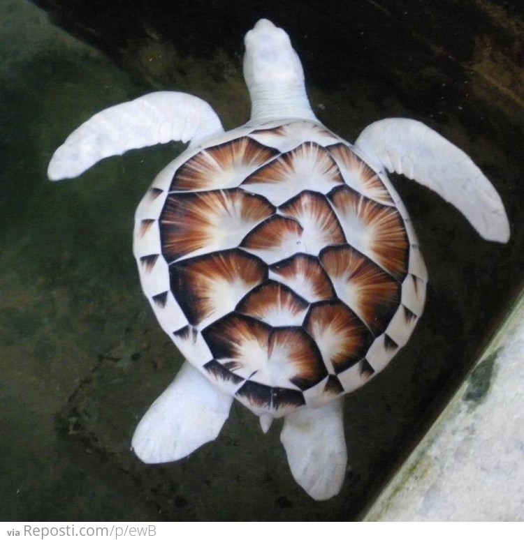 Albino turtle