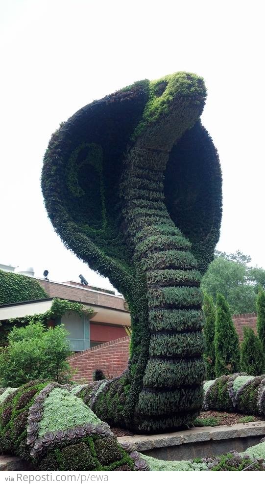 Topiary Cobra