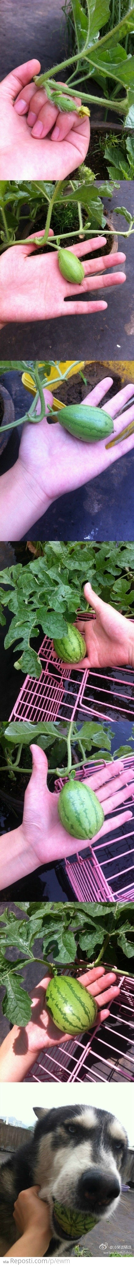 Stages of growing a watermelon