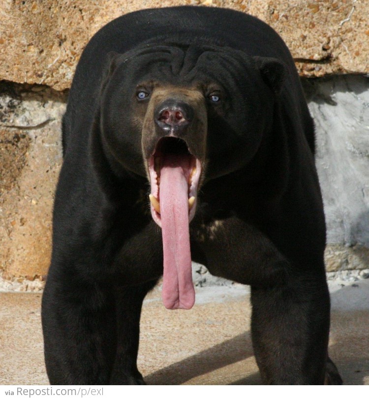 Bear Tongue