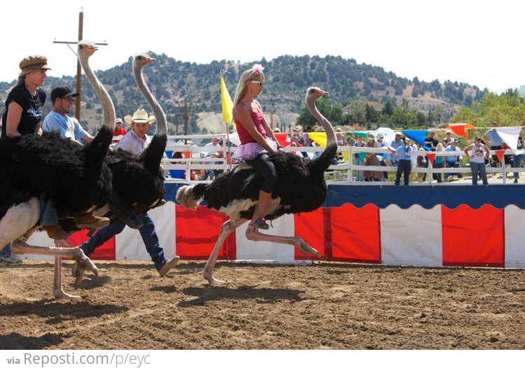 Ostrich Racing