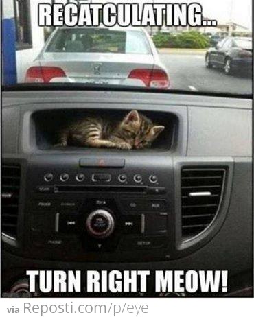 GPS Cat