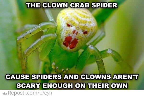 Clown Crab Spider