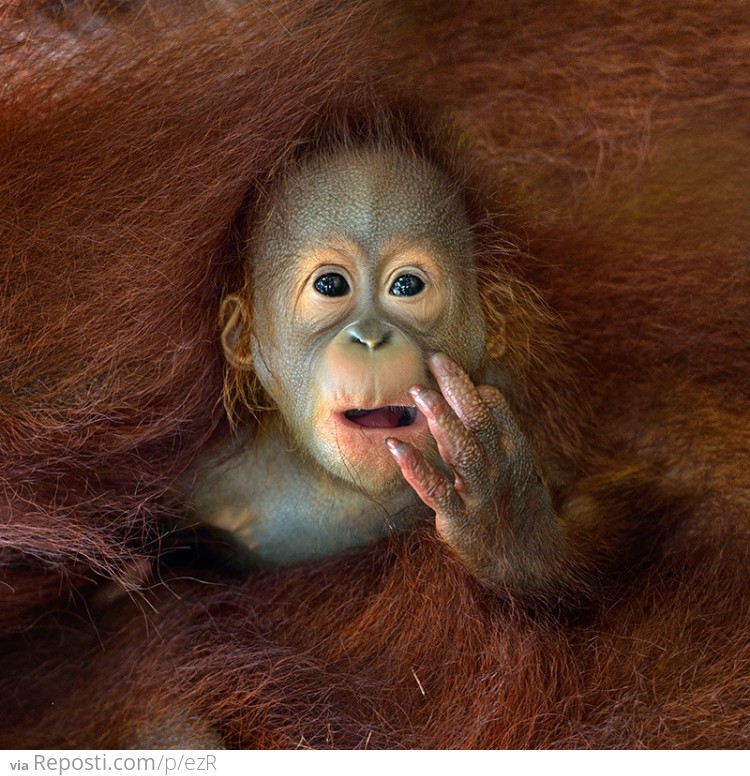 Baby Orangutan