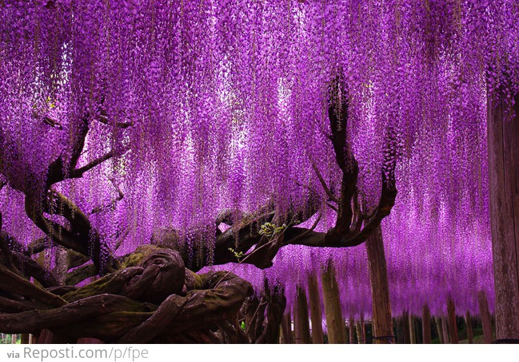 144-Year-Old Wisteria In Japan