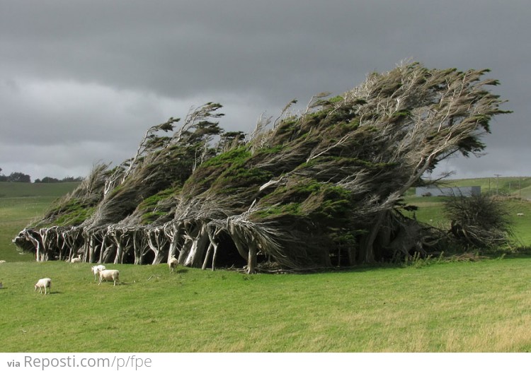 Wind-Swept Trees In New Zealand