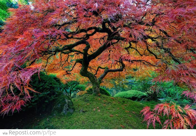 Beautiful Japanese Maple In Portland, Oregon