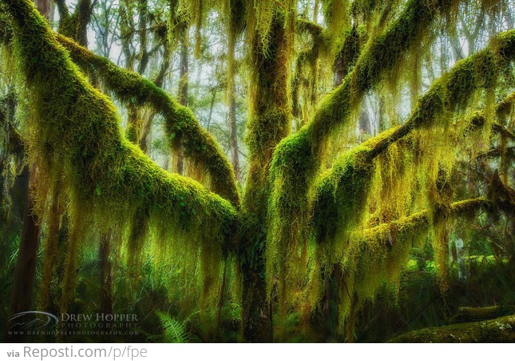 Antarctic Beech Draped In Hanging Moss In Oregon