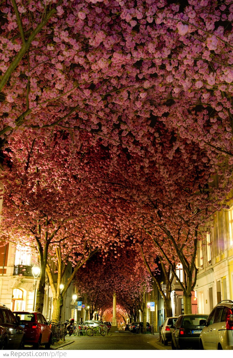 Blooming Cherry Trees in Bonn, Germany